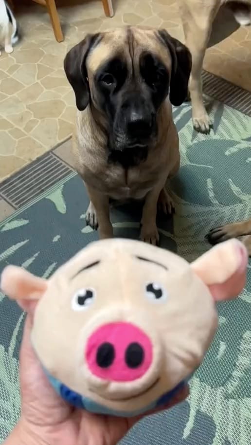 Customer photo review of Bouncing Piggy™ - Interactive Dog Toy