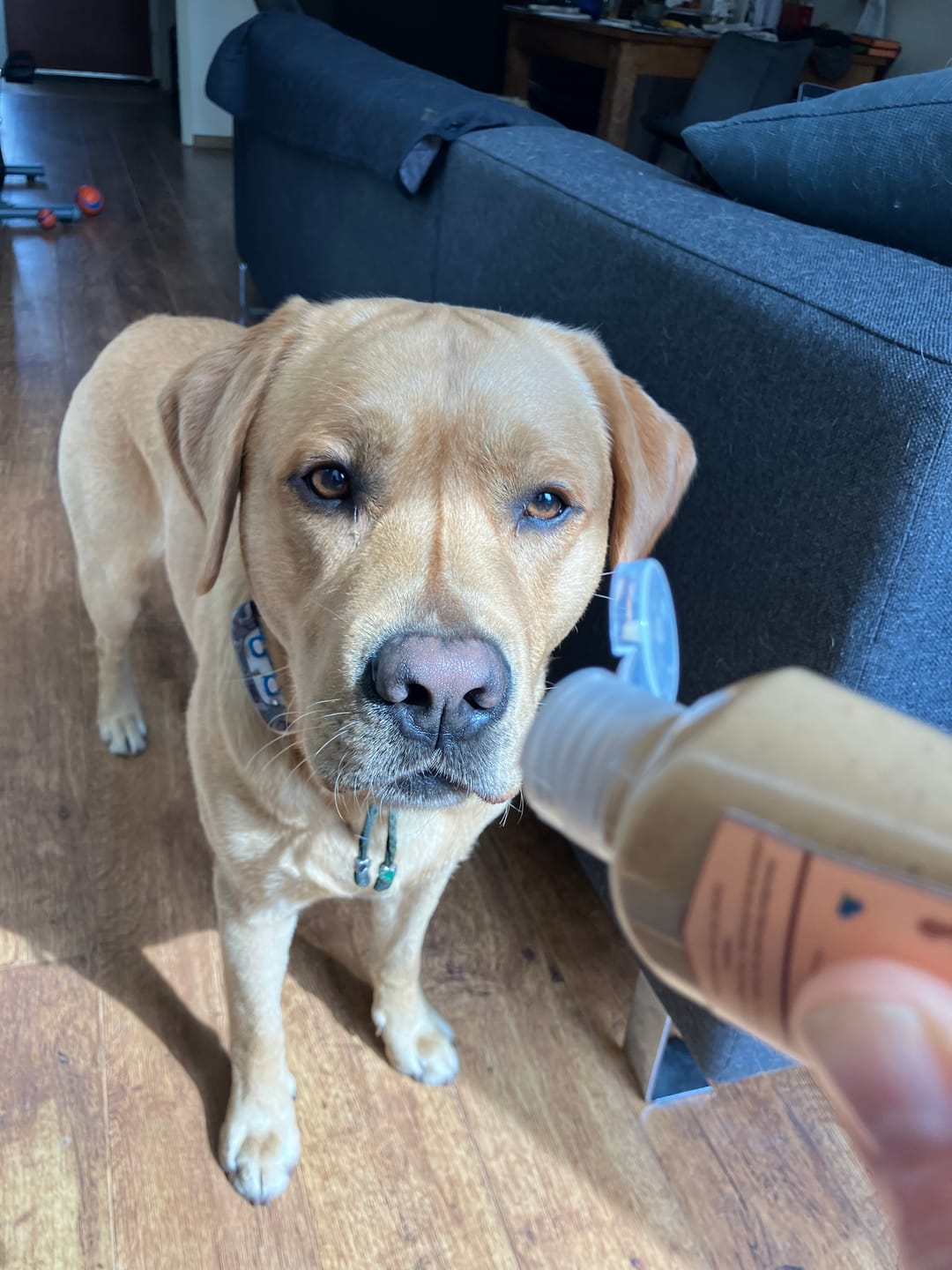 Customer photo review of Geweldig Genoten | Pindakaas voor honden