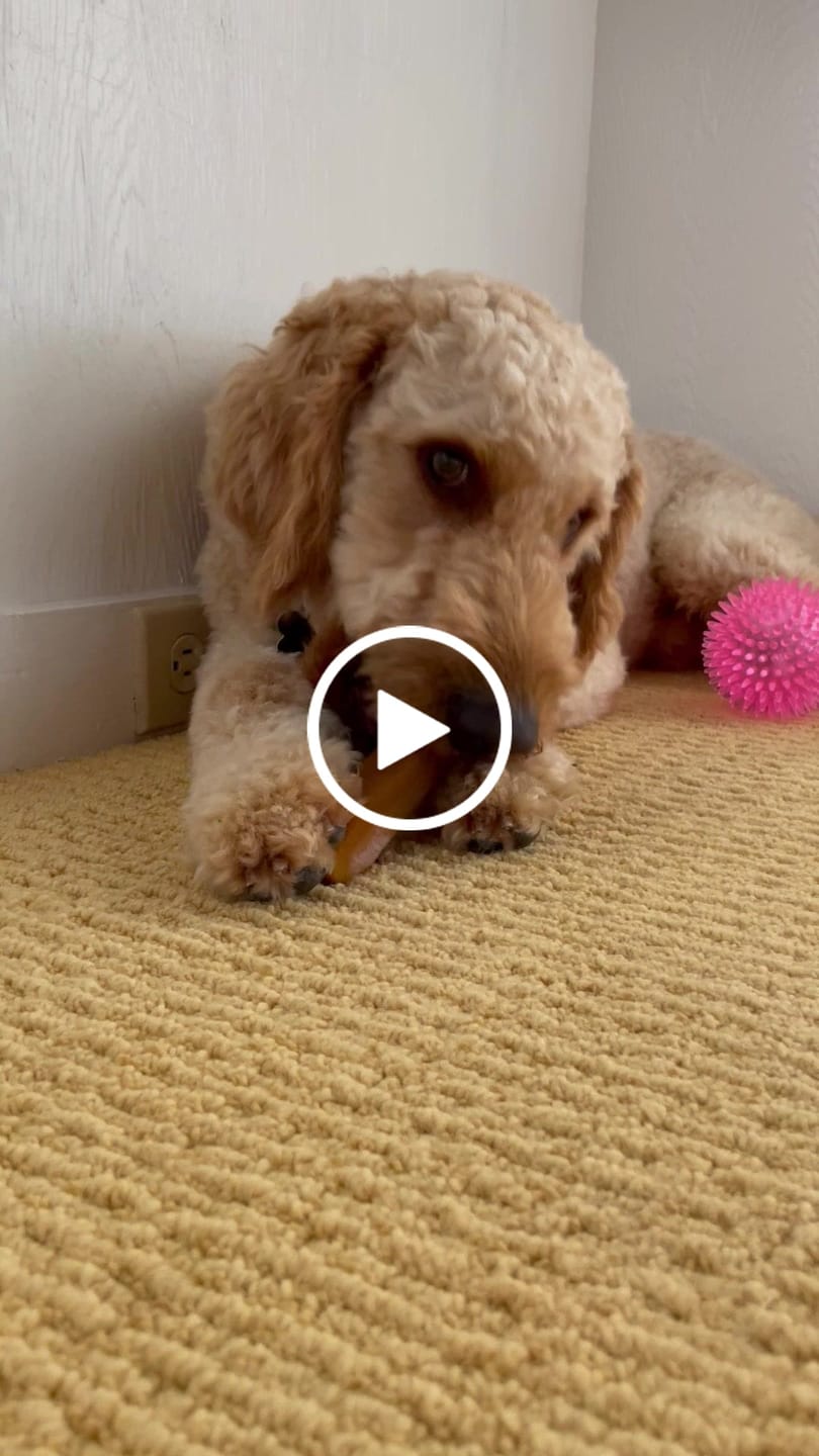 Customer video review of Himalayan Yak Cheese Chew Dog Treat
