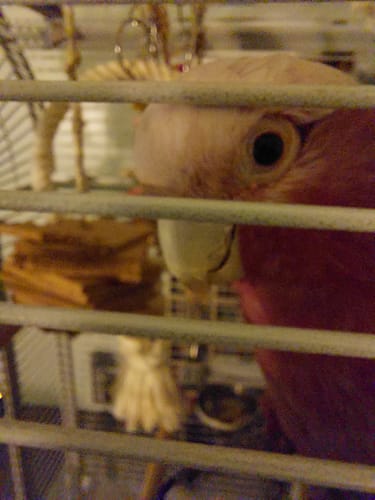 Customer photo review of Kork-Pyramide