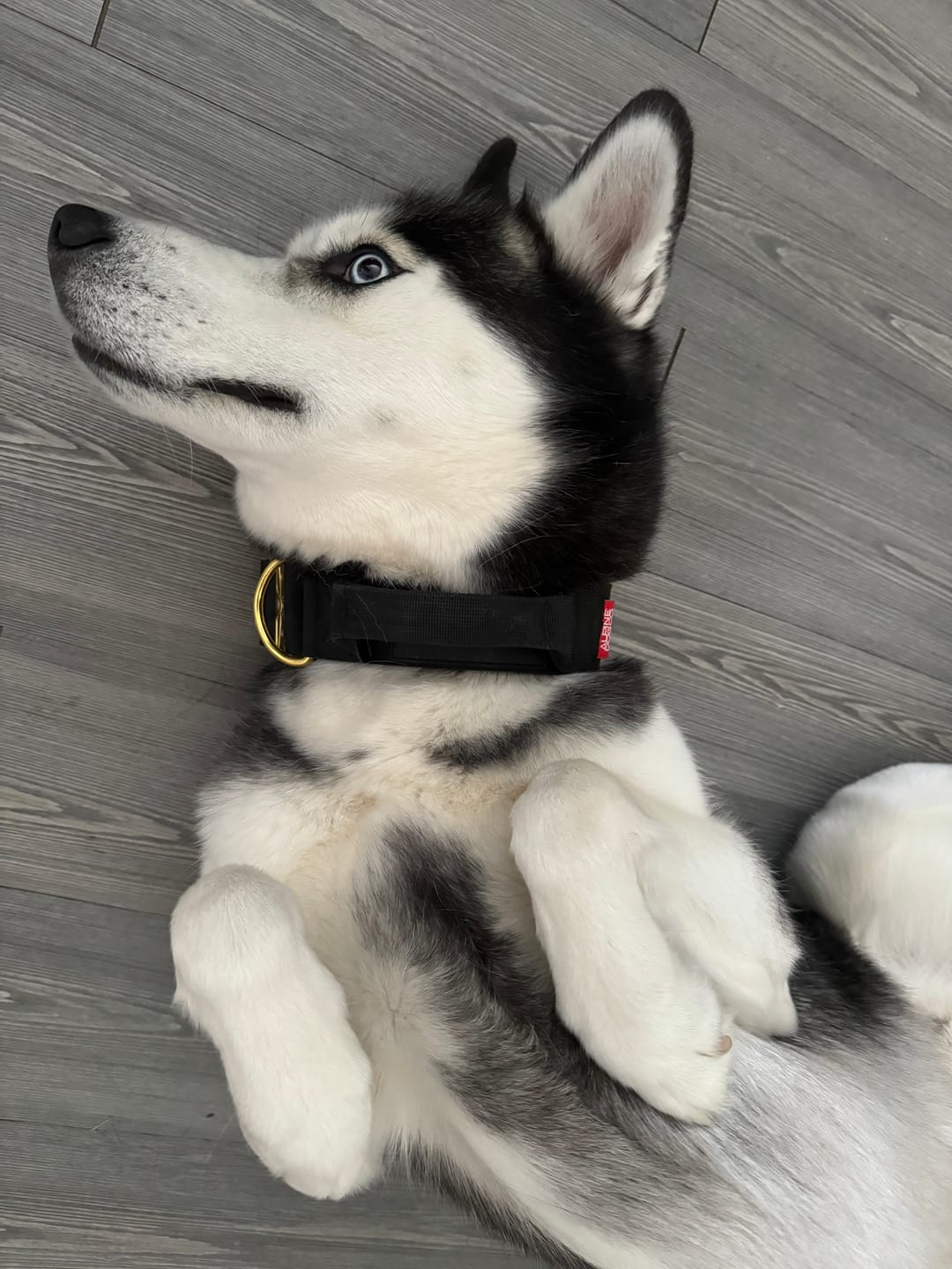 Customer photo review of 2" Tacti Luxe Dog Collar - Gold Noir
