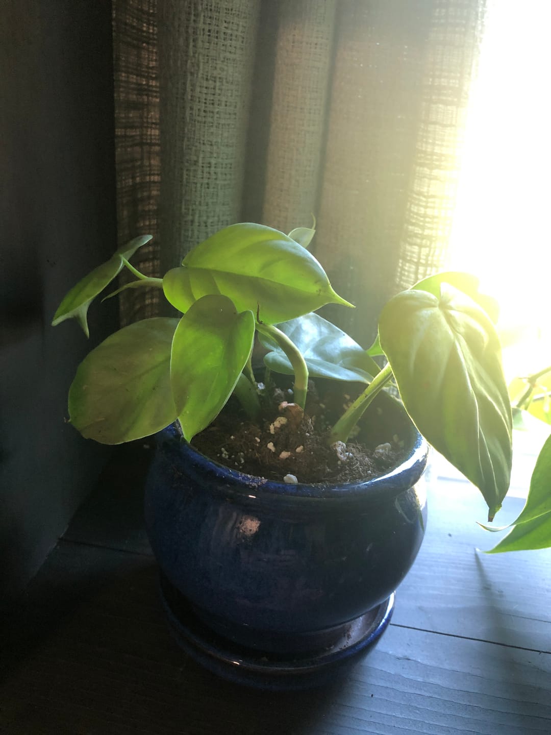 Customer photo review of Philodendron pteropus aff. 'Silver'