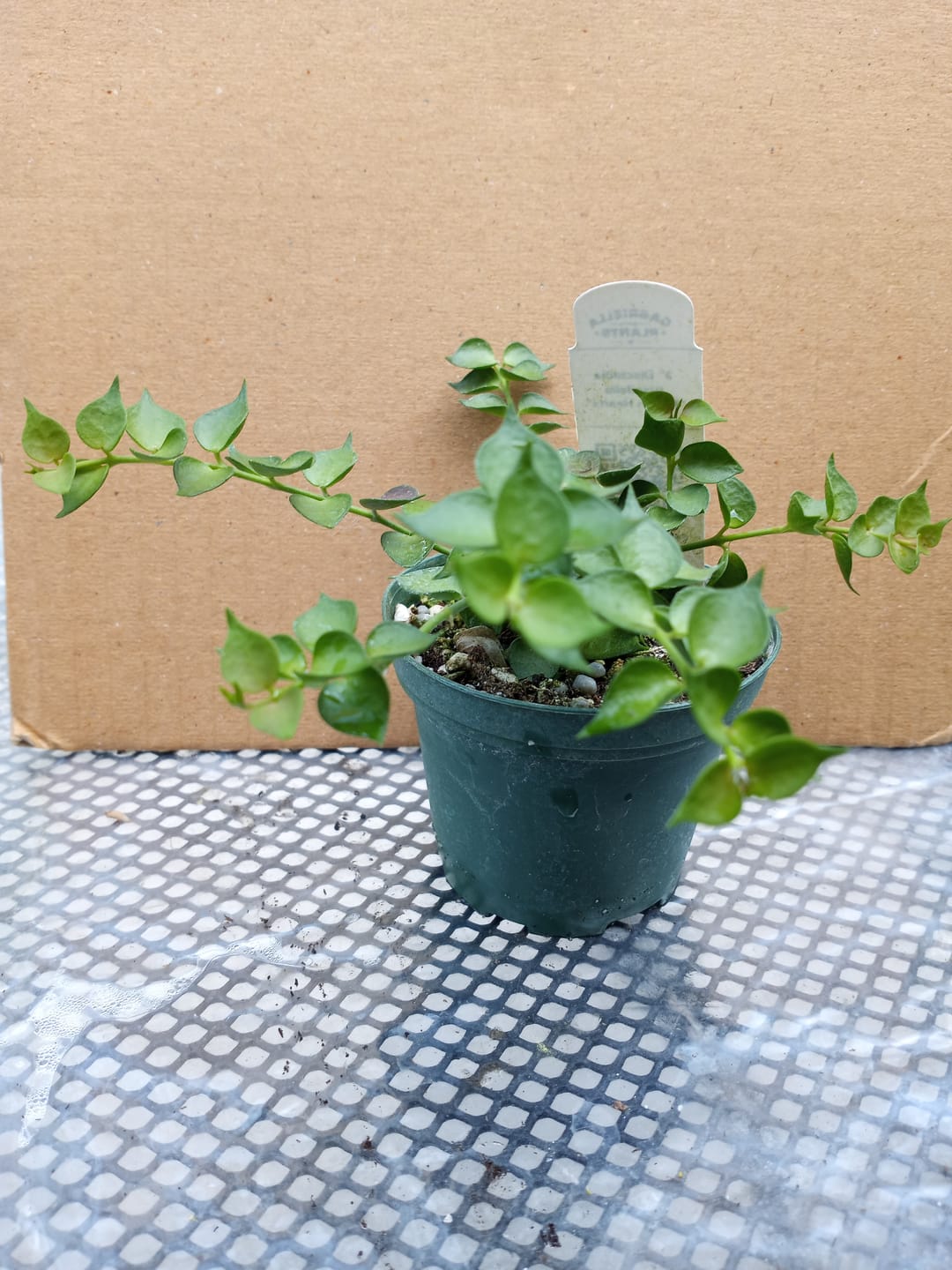 Customer photo review of Dischidia ruscifolia "Million Hearts"