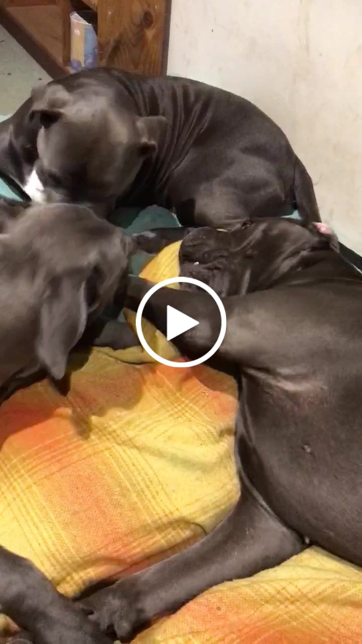 Customer video review of Pawz Dog Memory Foam Mattress
