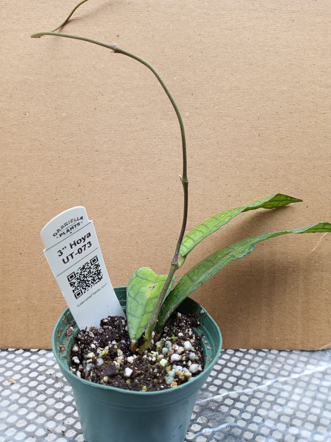 Customer photo review of Hoya UT-073