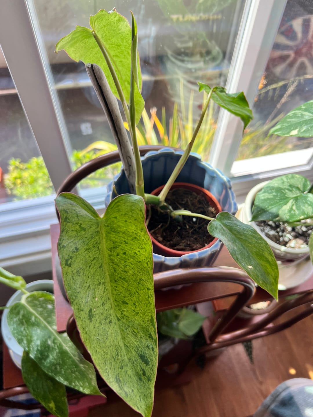 Customer photo review of Philodendron 'Paraiso Verde'