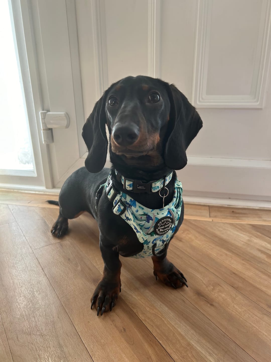 Customer photo review of Tough Trails™ Harness - Dinky Dino