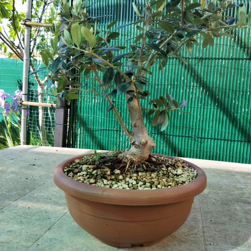 Customer photo review of CURA TOTALE PACK