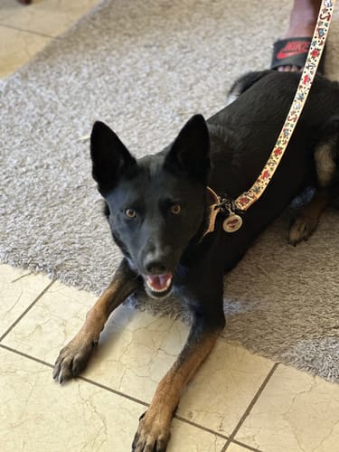 Customer photo review of Sailor Ink Martingale Collar