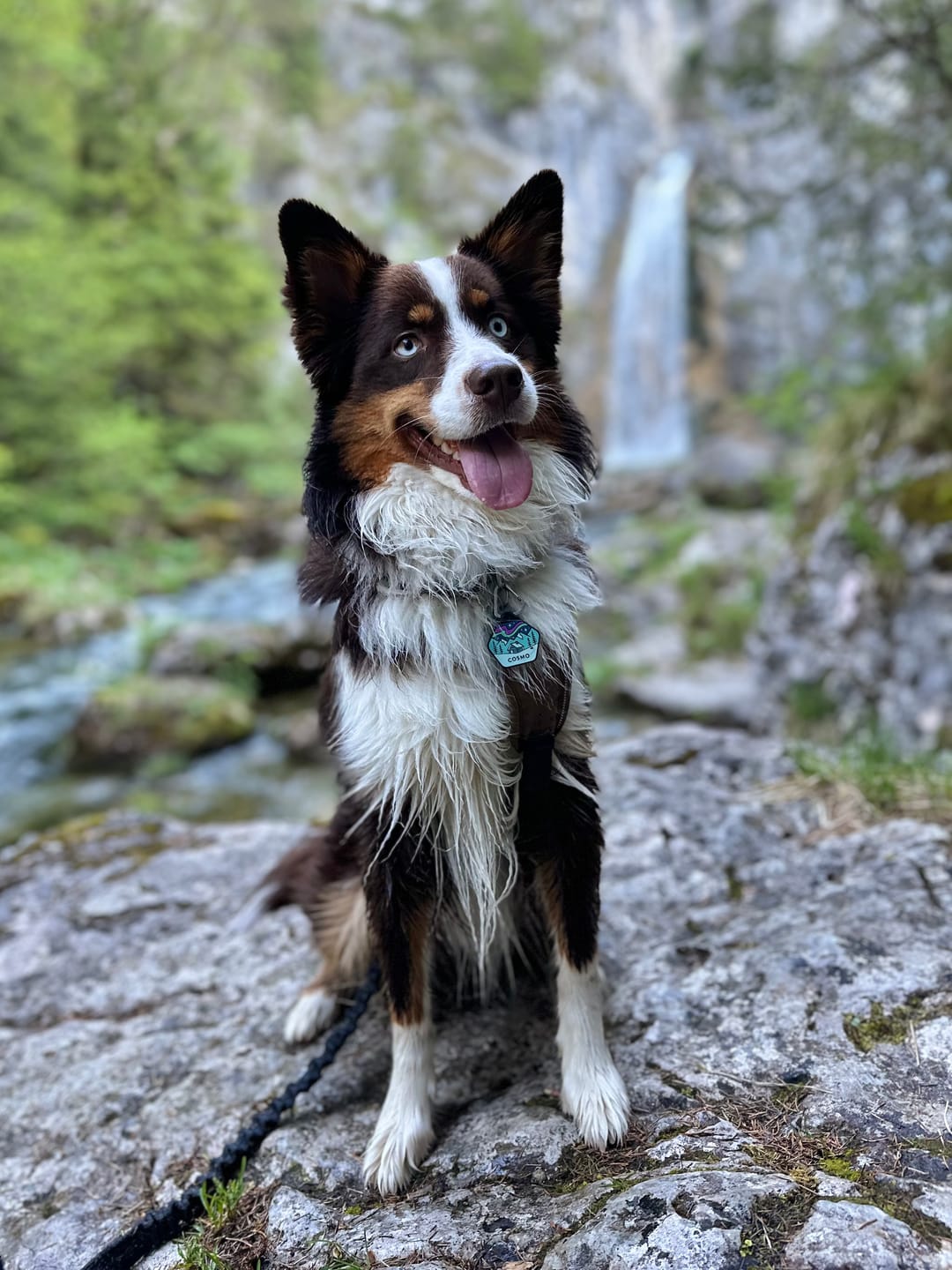 Customer photo review of Northern Lights - The Ultimate Silent Dog ID Tag