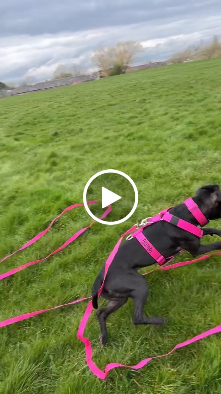 Customer video review of TRI-Harness® | Anti-Pull, Adjustable & Durable - Dog Trainers Choice - Magenta v2.0