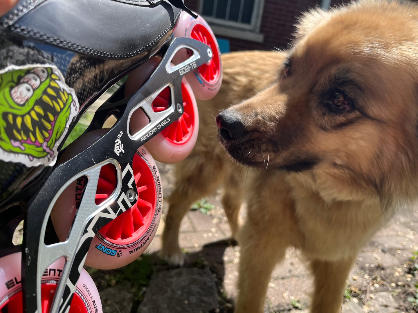 Customer photo review of Elemental Inline Skate Wheel