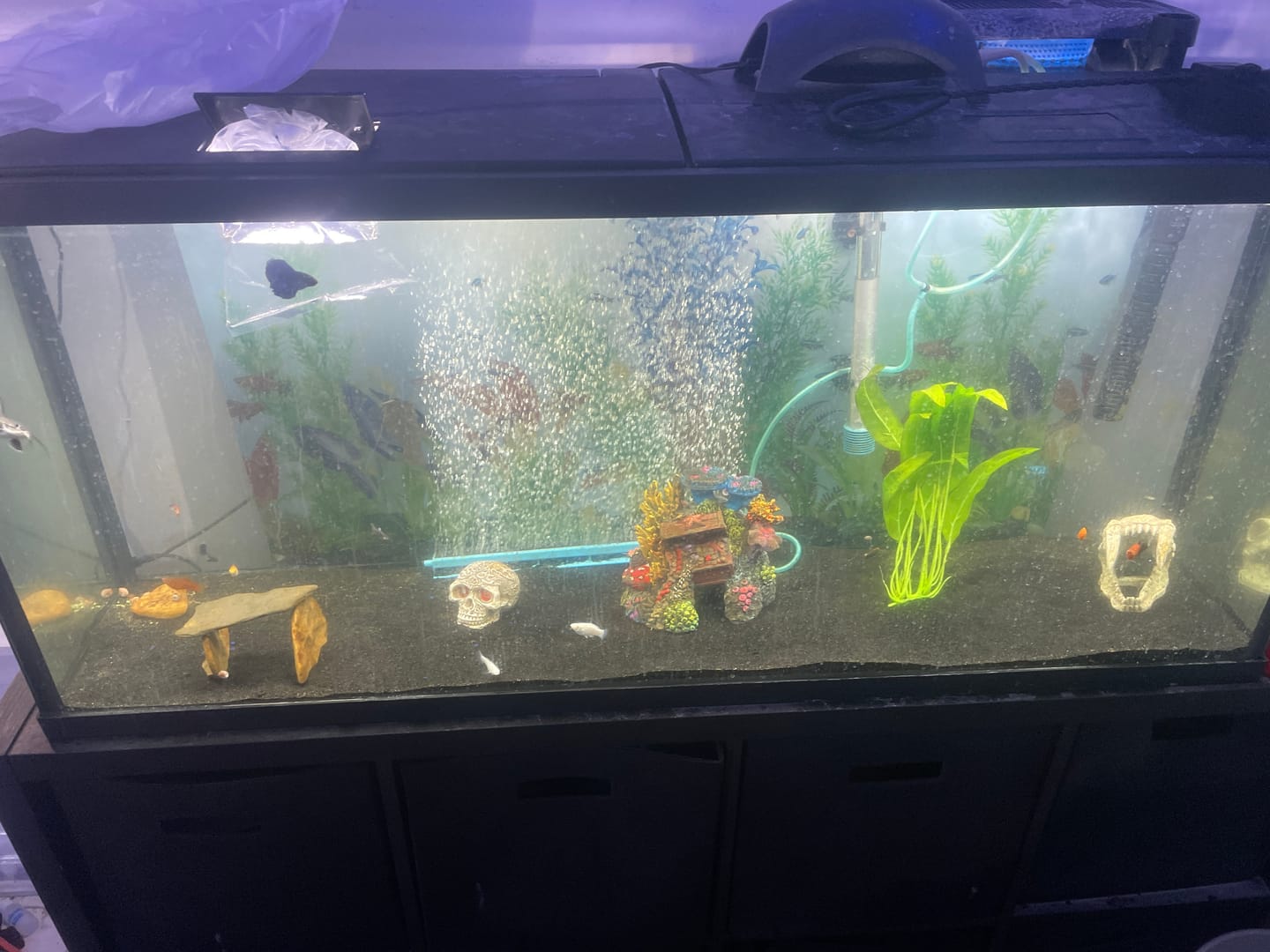 Customer photo review of RAMSHORN SNAILS (ASSORTED BLUE, PINK,GREY,GOLD)