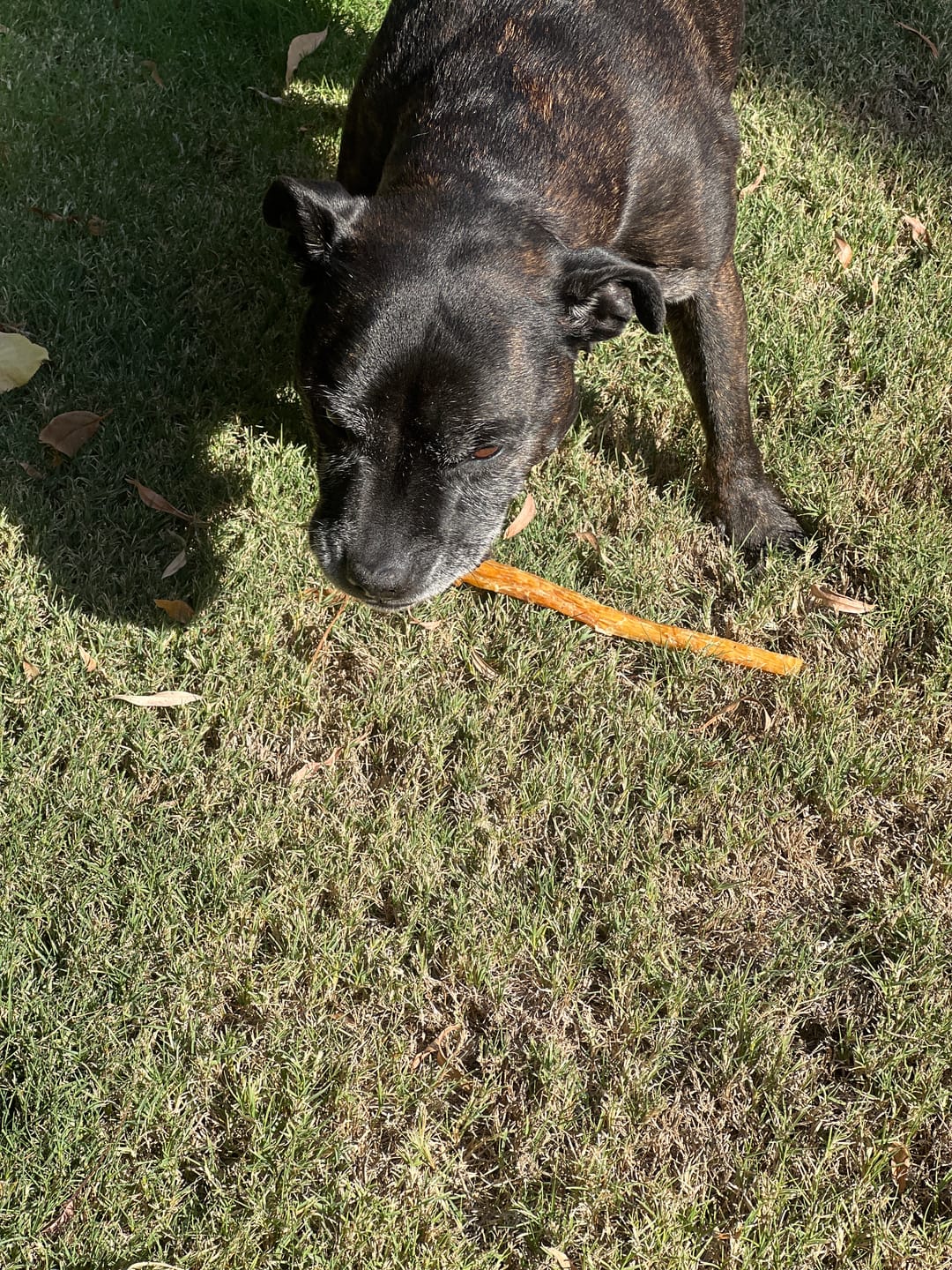 Customer photo review of Aussie Beef Tendons (Large Dogs)