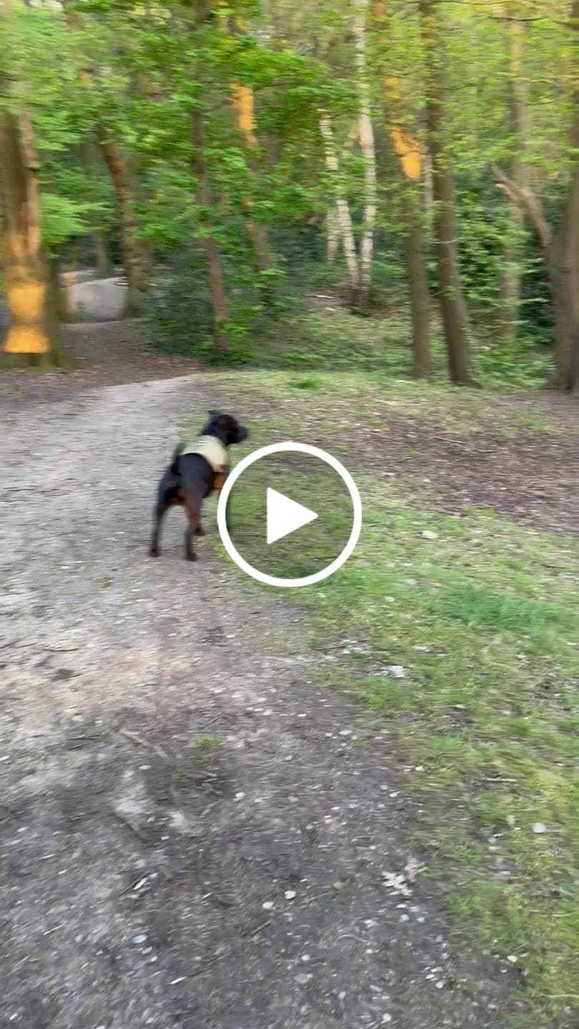 Customer video review of Weighted Harnesses Iron Block - Contains x5 Weights