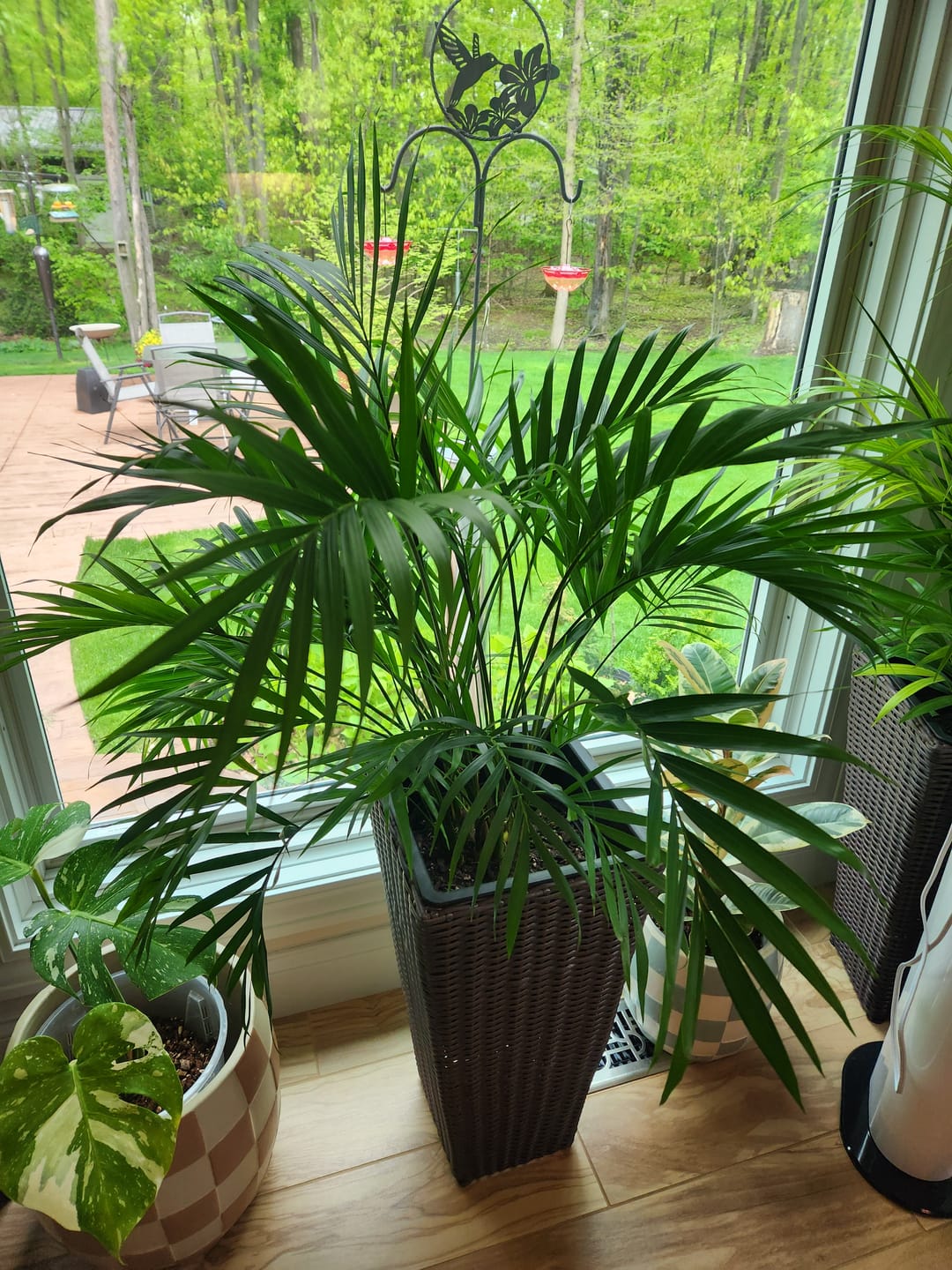 Customer photo review of Cat Palm, Live Tropical Plant Indoor