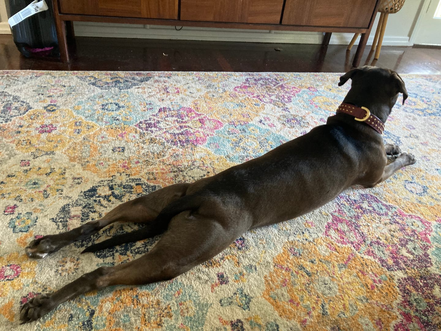 Customer photo review of Hand Made Leather Dog Collar- RuffNeck Cherry & Brass (Regular Fit)