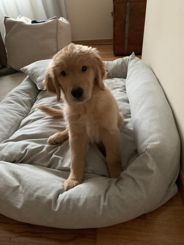 Customer photo review of Divanetto Boucle Teddy Grigio