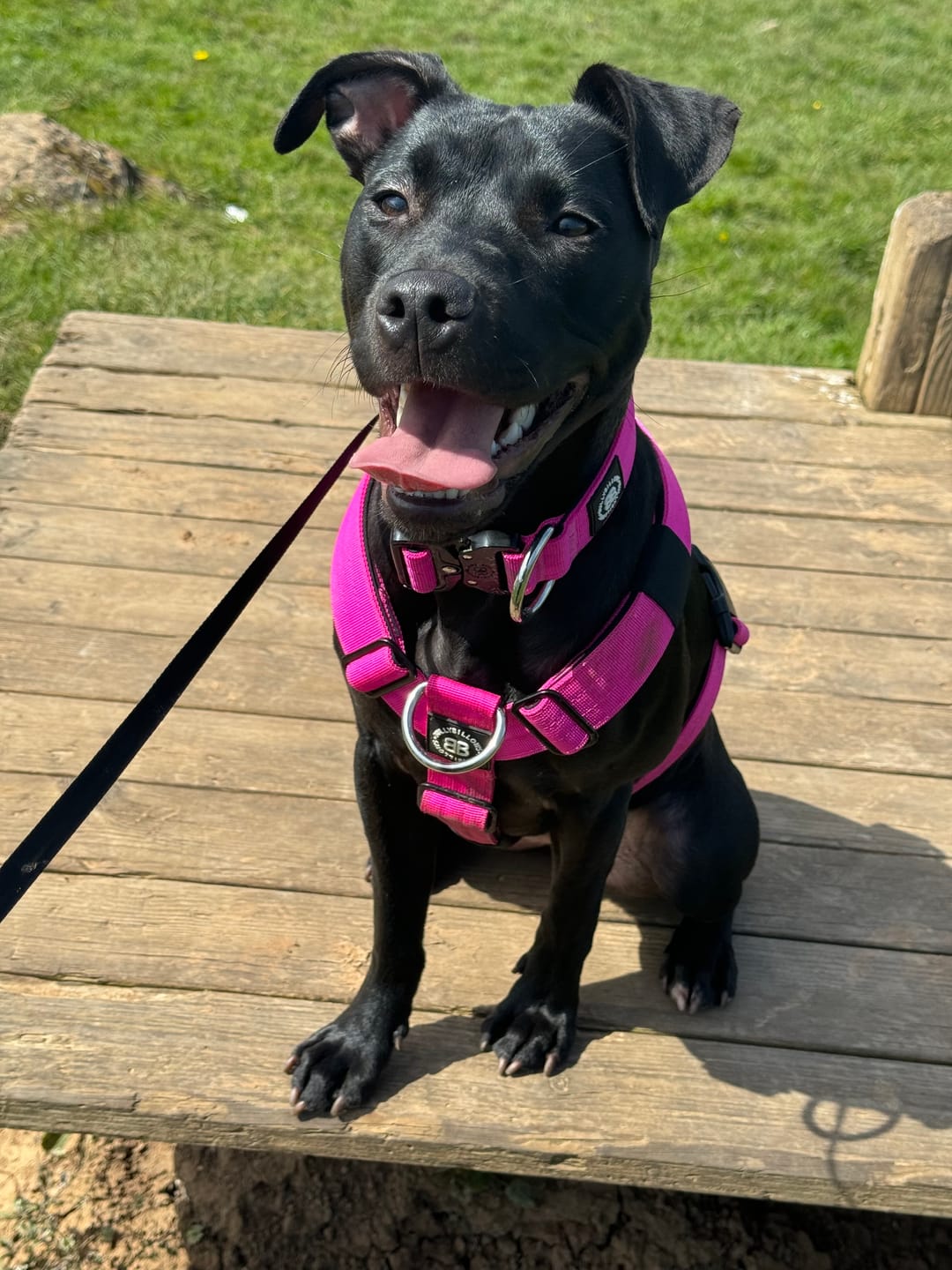 Customer photo review of TRI-Harness® | Anti-Pull, Adjustable & Durable - Dog Trainers Choice - Magenta v2.0