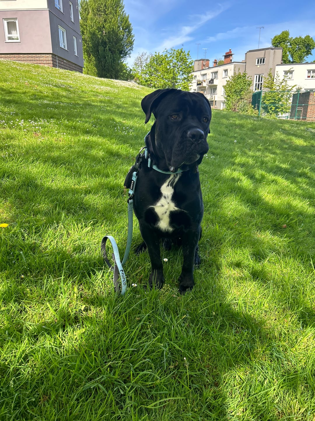 Customer photo review of Performance collar and lead set 4CM