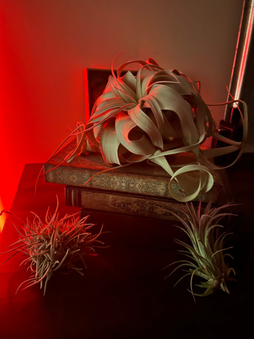 Customer photo review of Xerographica Thick Leaf Form  *Cannot Be Shipped Internationally*