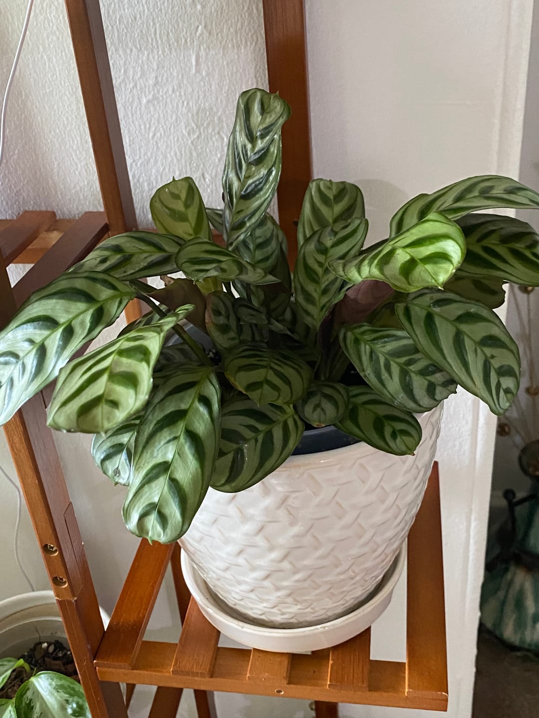 Customer photo review of Ctenanthe burle-marxii