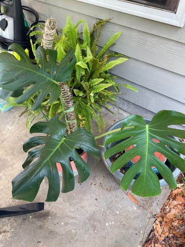 Customer photo of The Original Bendable Moss Pole™ - Best Seller (Pins Included) from Tatiana W.