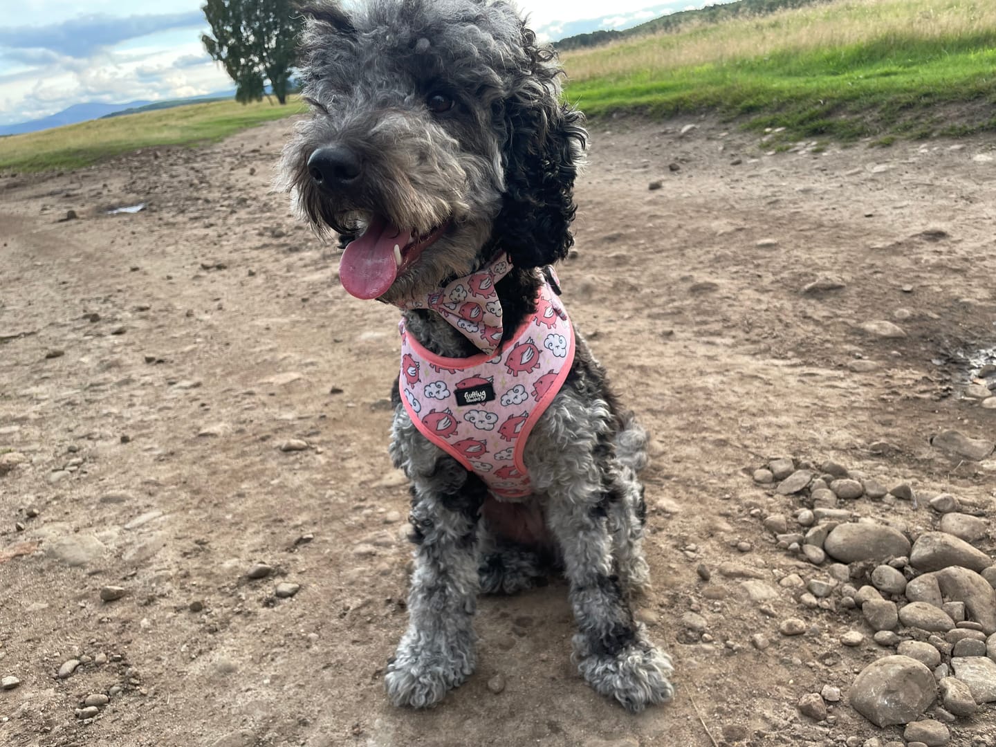 Customer photo review of Adjustable Dog Harness - Pigasus