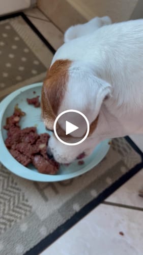 Customer video review of Échantillon de croquettes riches en volaille - Petite taille (chien adulte)