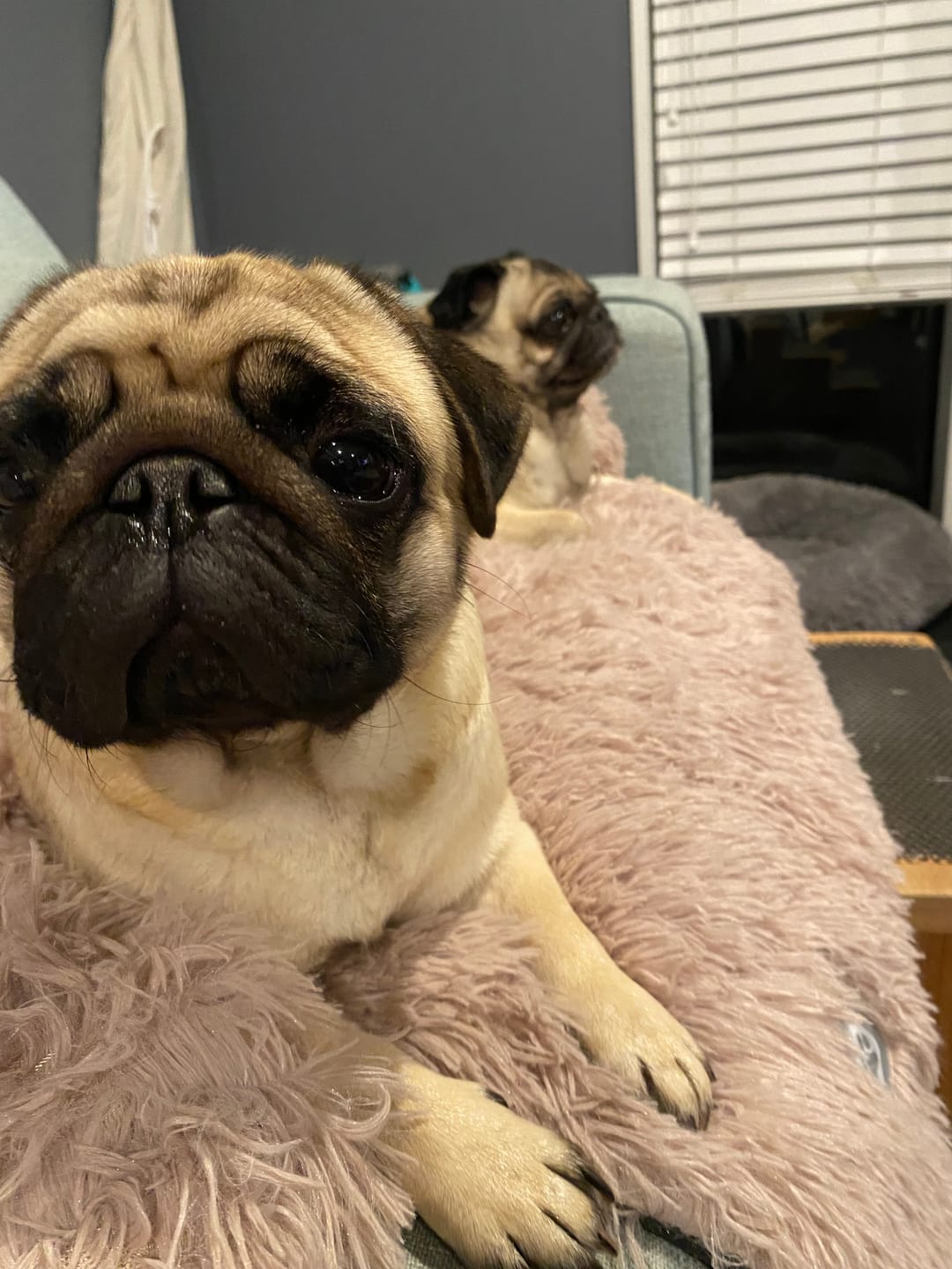 Customer photo review of Calming Couch Bed