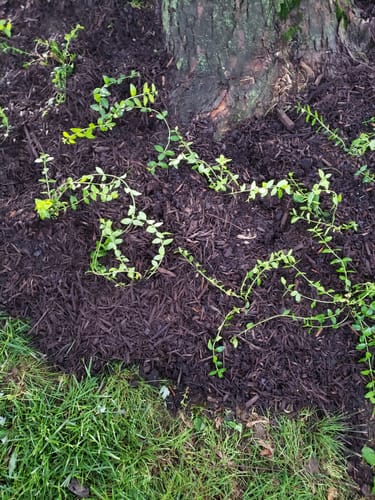 Customer photo review of Vinca Minor Bowles 50 count Flat