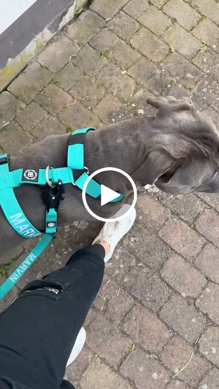 Customer video review of TRI-Harness® | Anti-Pull, Adjustable & Durable - Dog Trainers Choice - Turquoise v2.0