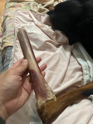 Customer photo review of Ostrich Cane (Medium) . Long-lasting, Natural Dog Gnaw Treat by Savannah Pet Food