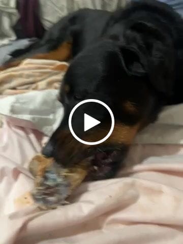 Customer video review of Ostrich Large Knuckle. Long-lasting, Natural Dog Gnaw Treat by Savannah Pet Food
