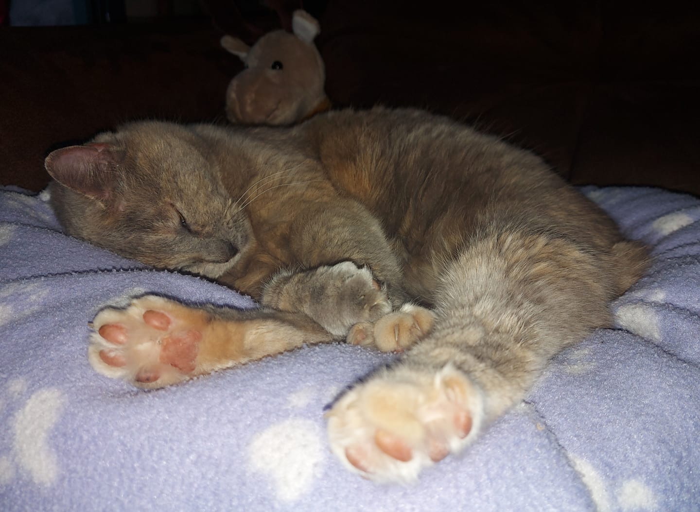 Customer photo review of Pâtées riches en volaille & aux courgettes (chat âgé)
