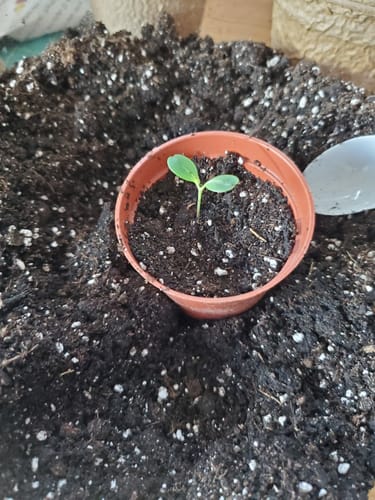 Customer photo review of WORM CASTINGS SEEDLING MIX