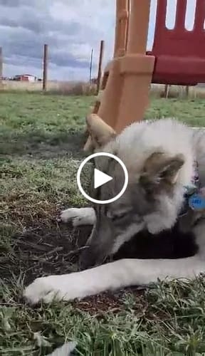 Customer video review of ID Tag Add On