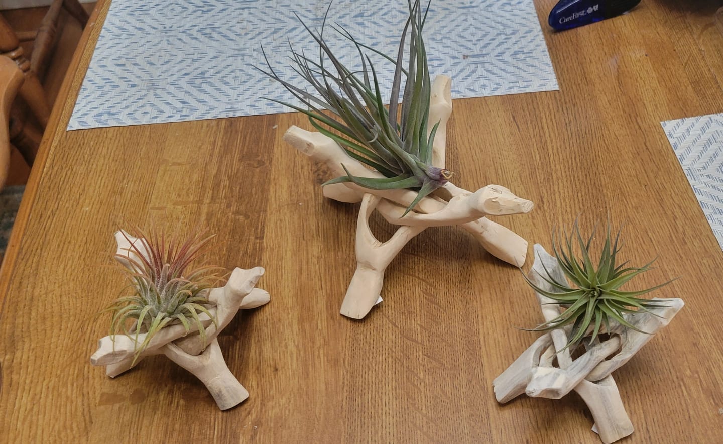 Customer photo review of 3 Air Plants & Fertilizer  Great Starter Mix