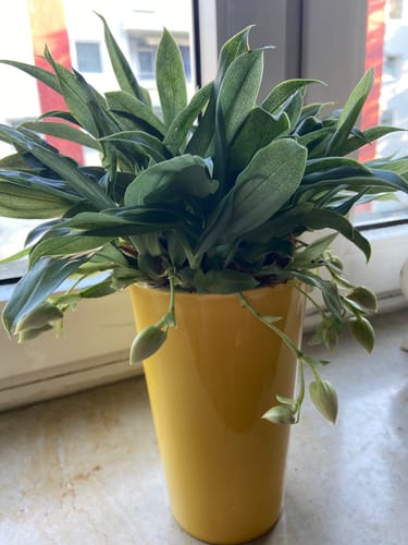 Customer photo review of Promenaea Sunlight mit grün-weißen Blüten