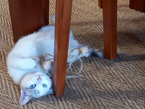 Avis photo d'un client sur Croquettes Chaton Sans Céréales - Poulet & Huile de Saumon