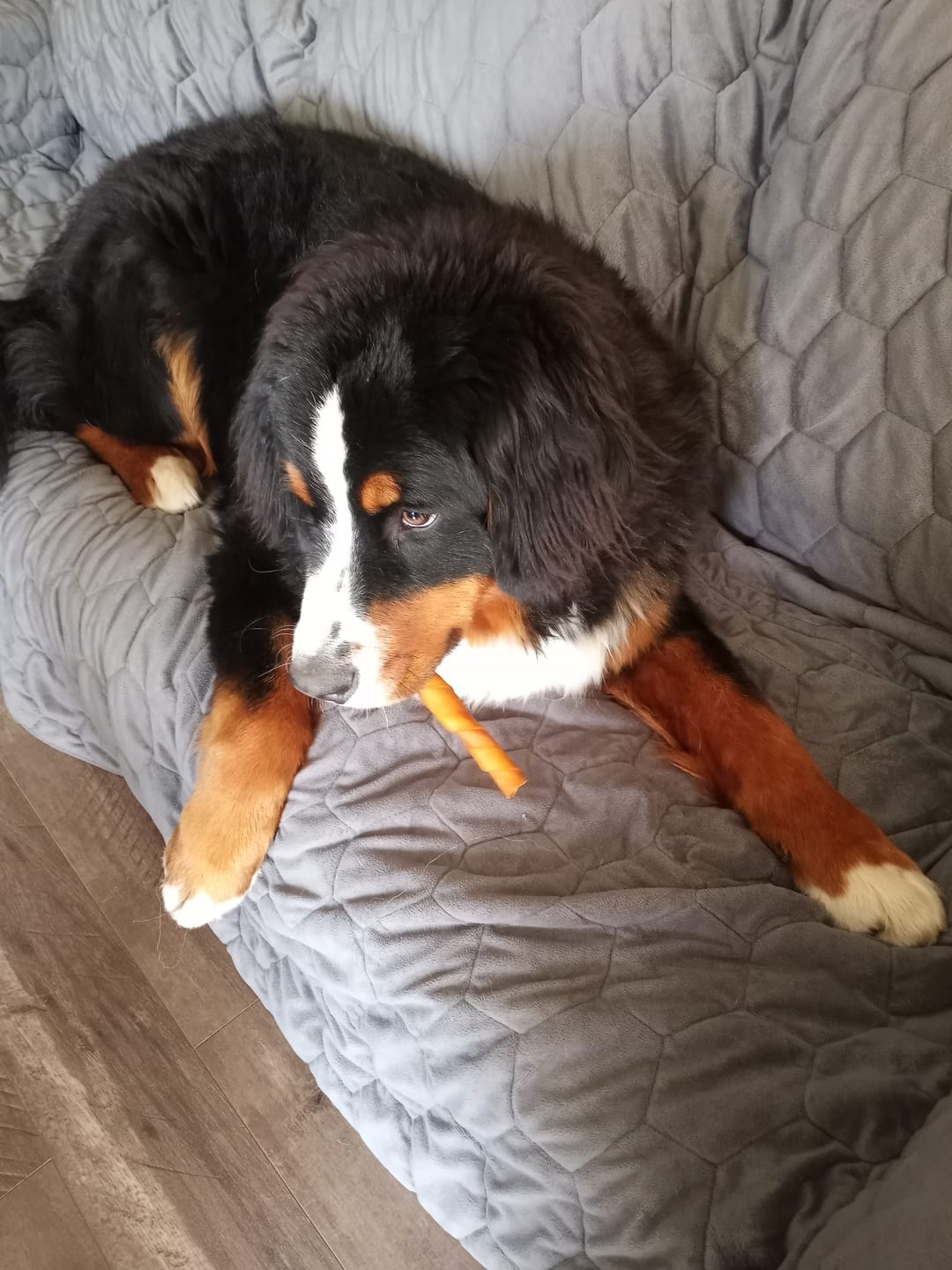 Customer photo review of Himalayan Yak Chew (EXTRA LARGE)