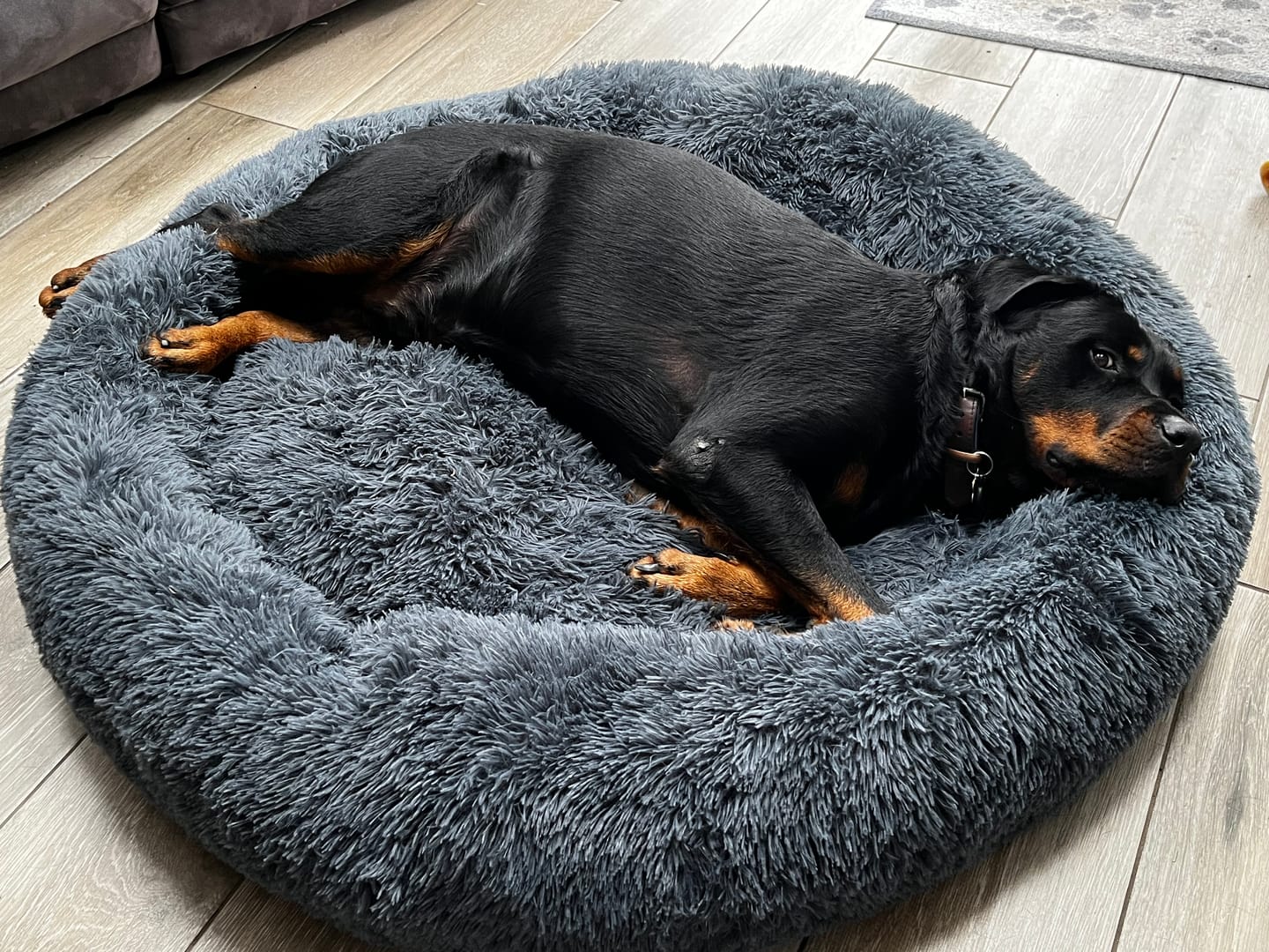 Customer photo review of Spare Calming Dog Bed Cover