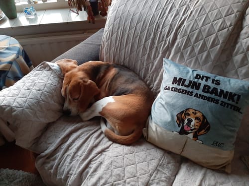 Customer photo review of Onze bank (honden) - Gepersonaliseerde kussen