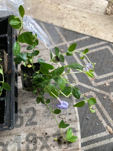 Customer photo review of Vinca Minor Bowles 50 count Flat