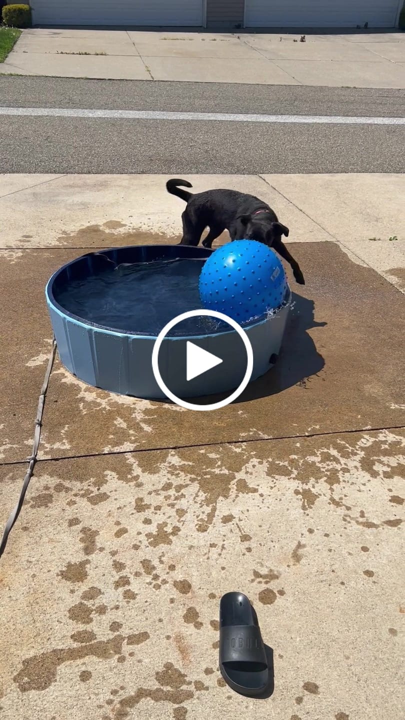 Customer video review of NEW Pop-Up Foldable Outdoor Dog Bath & Swimming Pool With Side Drain (+FREE POOL COVER!)