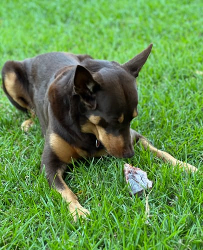 Customer photo review of ROO BACK BONE