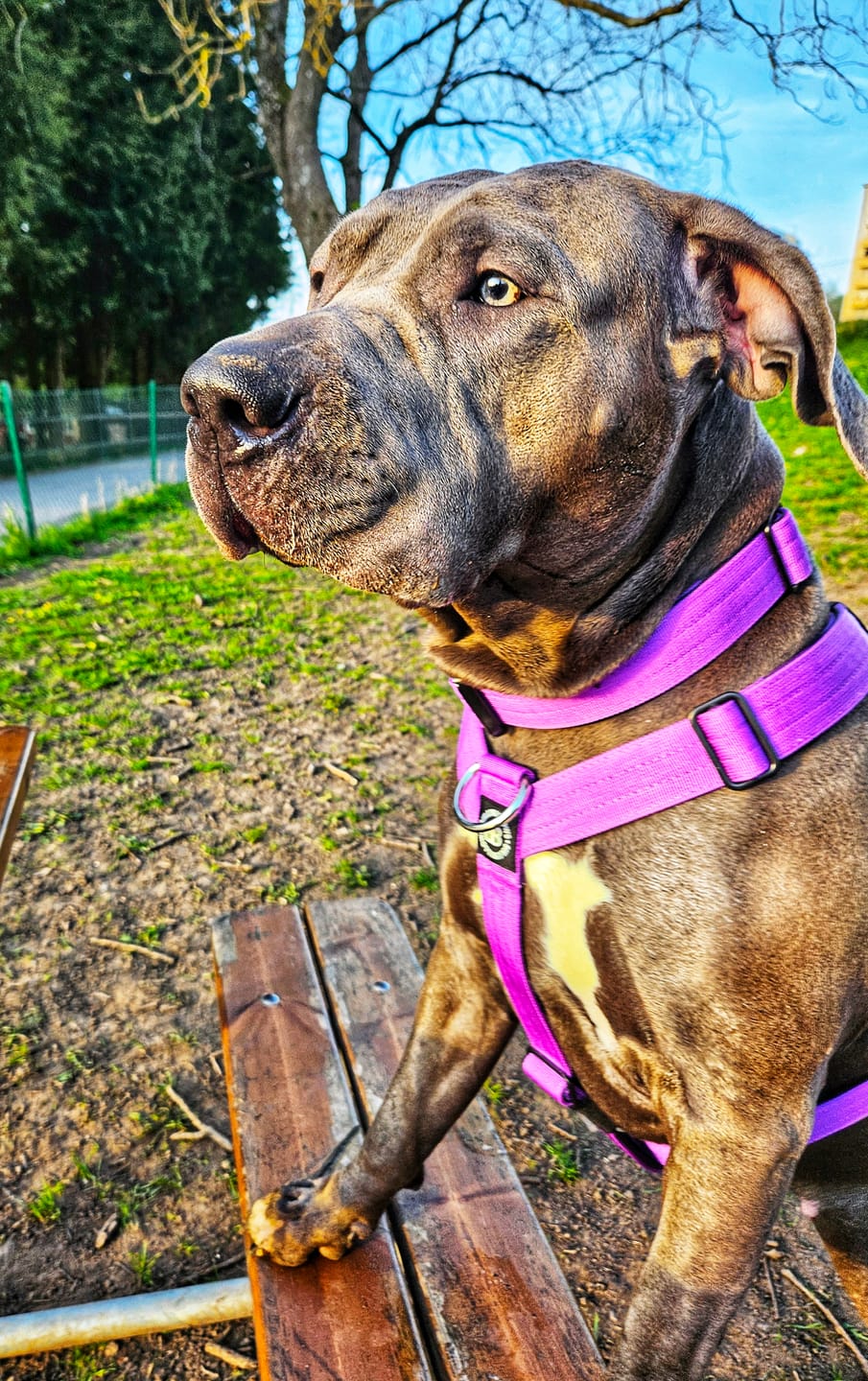 Customer photo review of 4cm Combat® Collar | With Handle & Rated Clip - Purple v2.0
