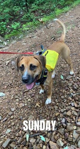Customer photo review of FIDA No Pull Harness