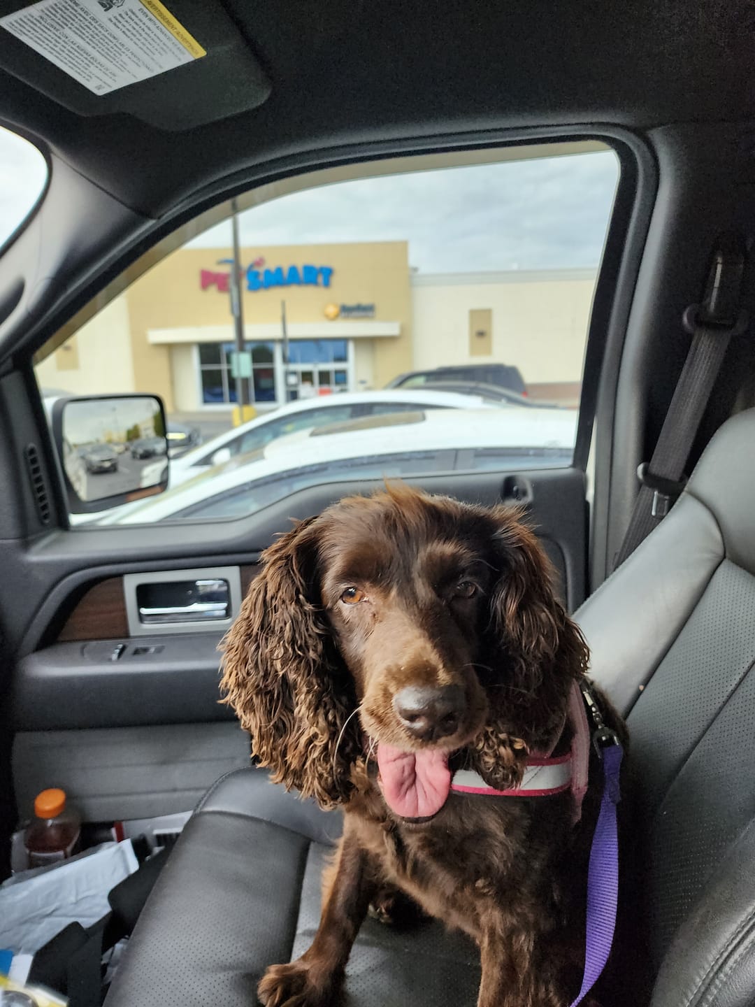 Customer photo review of furMe™️ Grooming Vacuum Filters & Blade Replacement Pack