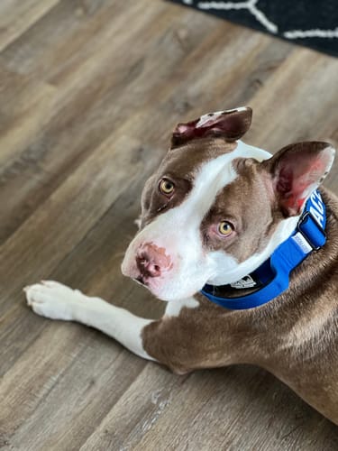 Customer photo review of Blue Bully Proof Collar